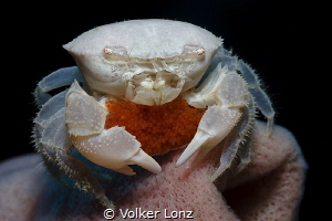 crab with eggs on a sponge by Volker Lonz 